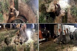 Sempat Menyerang Pipa untuk Sedot Air, Detik-Detik Penyelamatan Gajah dari Sumur Dalam yang Sempit