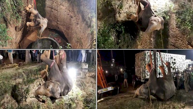 Detik-detik penyelamatan gajah di India. (FOTO-FOTO: ANI/TWITTER)