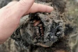 Fosil Beruang Gua Zaman Es dalam Kondisi Utuh Ditemukan di Rusia