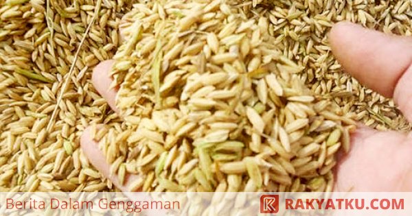 Memasuki Musim Panen, Harga Gabah dan Beras di Berbagai Wilayah Mulai Turun