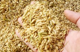 KTNA Apresiasi Keberhasilan Petani Indonesia Tingkatkan Produktivitas Padi