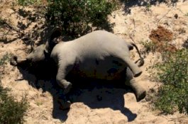 Matinya Ratusan Gajah di Bostwana Timbulkan Tanda Tanya Besar