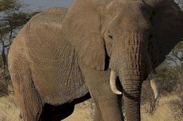 Gajah Afrika Tertua di Amerika Utara Mati di Kebun Binatang