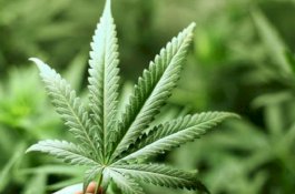 Thailand Jadi Negara Pertama di Asia Legalkan Ganja