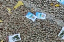 Ada Hujan Ganja di Israel