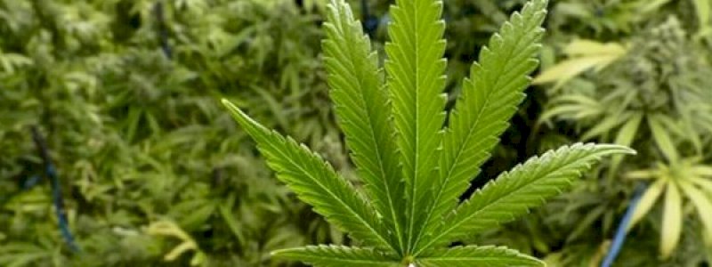 Kementerian Pertanian Tetapkan Ganja Jadi Komoditas Binaan Tanaman Obat