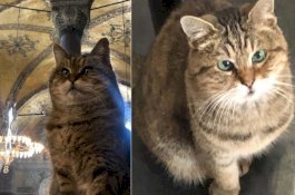 Kucing Lucu Gli Penghuni Hagia Sophia Mati