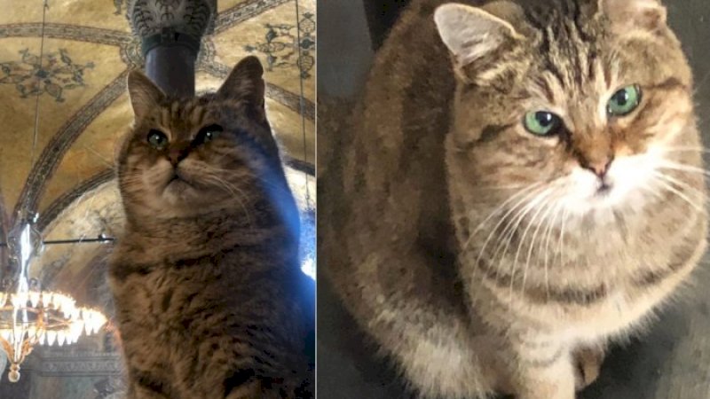 Gli, kucing penunggu Hagia Sophia (Instagram/hagiasophiacat)