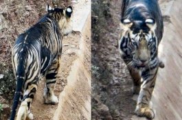 Dikira Sudah Punah, Harimau Hitam Muncul Lagi di India