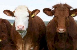 Pj Gubernur Sulsel Berkurban di Masjid Al Markaz, Berat Sapi Capai 339 Kg