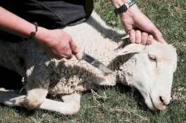 Sembelih Domba Kedua, Jagal Ini Meninggal Sambil Pegang Golok