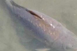 Ikan Berusia 22 Tahun Mati, Mahasiswa hingga Presiden Berduka