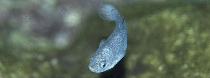 Pupfish Devils Hole, Ikan Setan yang Tinggal di Air Mendidih