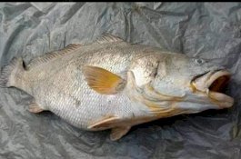 Nenek di Desa Ini Kaya Mendadak usai Tangkap Ikan Raksasa