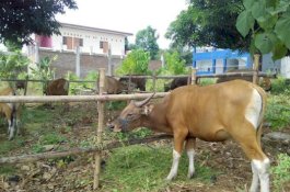 Pemkab Gowa Berbagi Tips Beli Hewan Kurban di Tengah Pandemi Covid-19