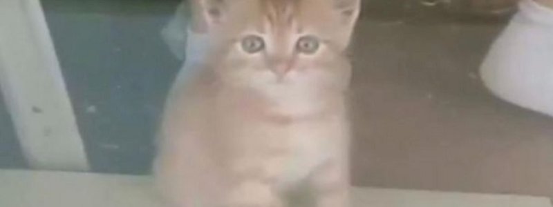 Pemilik Kucing Pasang CCTV di Rumah, Tampilkan Momen Mengharukan