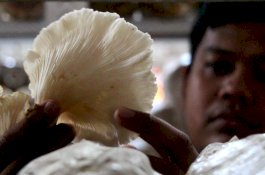 Pandemi Corona, Dosen Pulang Kampung Kembangkan Budidaya Jamur Tiram