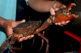 Satu Keluarga Diserang Puluhan Kepiting Raksasa saat Pesta Barbeque