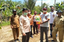 Dongkrak Produksi Jagung, Kementan Optimalkan Lahan di Bawah Tegakan Kelapa