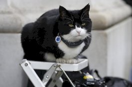 Palmerston, Kucing Kementerian Luar Negeri Inggris yang Kini Pensiun