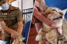 Kucing Penyelundup Heroin Kabur dari Penjara Sri Lanka