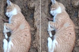 Kakek 70 Tahun Tega Tembak Kucing Gegara Suka Tidur di Halaman Rumah