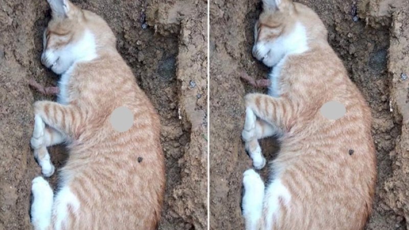 Kucing ditembak mengunakan senapan angin. (Foto: Facebook)