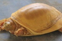 Kura-Kura Berwarna Emas Ditemukan di Nepal, Dianggap Inkarnasi Dewa Vishnu