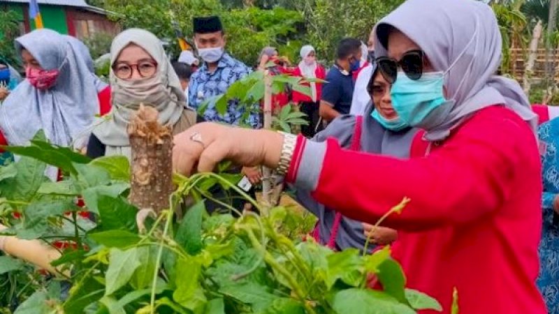 Pekarangan Pangan Lestari ini setidaknya telah diberadayakan oleh hampir seluruh provinsi di Indonesia. P2L ini diasuh oleh Kelompok Wanita Tani (KWT) setiap daerah.