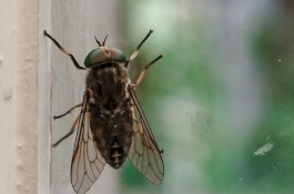 Hanya karena Ingin Bunuh Lalat, Kakek Ini Ledakkan Rumahnya