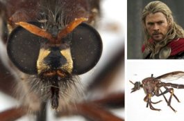 Lima Spesies Lalat Baru di Australia Dinamai Tokoh Marvel