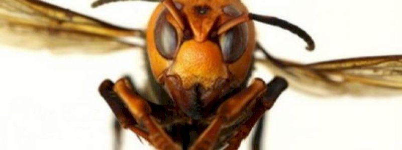 Invasi Amerika Serikat, Lebah Pembunuh Raksasa Masuk Fase Pembantaian