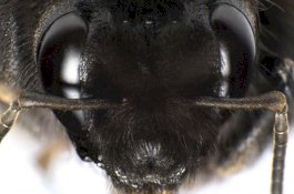 Diburu Berbulan-bulan, Sarang Lebah Raksasa yang Mematikan Itu Akhirnya Ditemukan