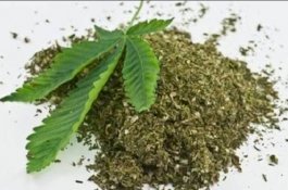 Selandia Baru Lakukan Referendum untuk Legalkan Ganja dan Eutanasia