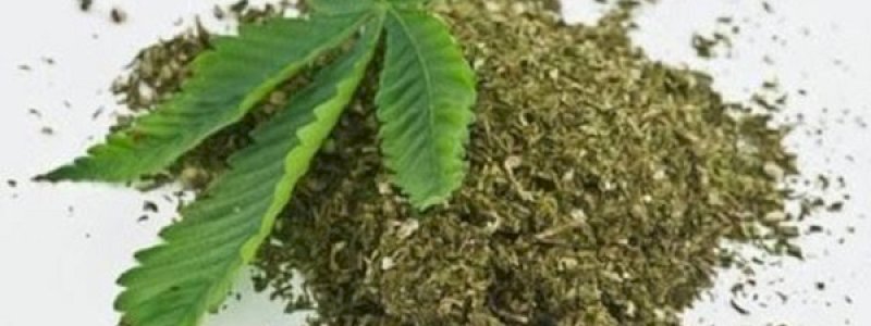 Selandia Baru Lakukan Referendum untuk Legalkan Ganja dan Eutanasia