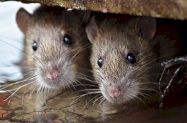 Ngeri, Bola Mata Wanita Ini Digerogoti Tikus