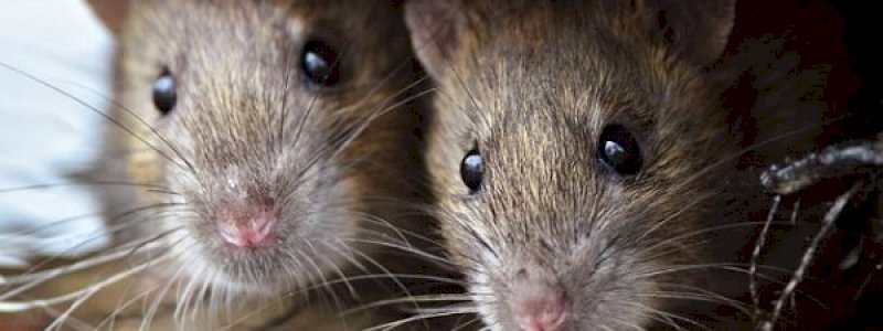 Ngeri, Bola Mata Wanita Ini Digerogoti Tikus