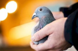 Merpati Balap Belgia Ini Terjual Rp26,8 Miliar