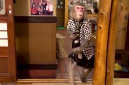 Anak Anjing Peliharaan Disandera Monyet Liar Selama Tiga Hari Sebelum Diselamatkan Warga