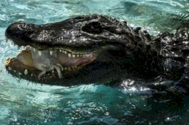 Aligator Tertua di Dunia Rayakan Ulang Tahun, Hidup di Kolam Dangkal dan Sederhana