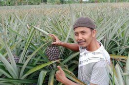Ada Pengolahan Pasca Panen, Nanas Subang Tetap Eksis di Tengah Pandemi Covid-19