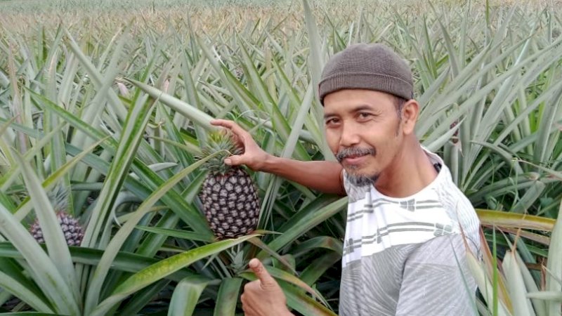 Ada Pengolahan Pasca Panen, Nanas Subang Tetap Eksis di Tengah Pandemi Covid-19