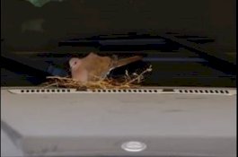 Pangeran Dubai Tidak Mau Gunakan Mobilnya karena Sarang Burung