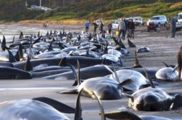 Terbesar Sepanjang Sejarah Sri Lanka, AL dan dan Relawan Selamatkan 100 Paus Terdampar