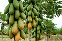 Mampu Tangkal Covid-19, Ternyata Ini Kandungan Pisang dan Pepaya