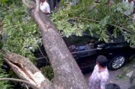 Antisipasi Pohon Tumbang di Musim Hujan, DPRD Makassar Minta DLH Pangkas Pohon Tua