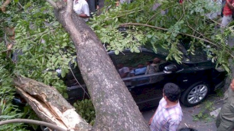 Salah satu pohon tumbang di Makassar. 