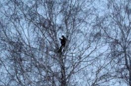 Internet Lambat, Lihat Aksi Mahasiswa Rusia Panjat Pohon untuk Kuliah Daring