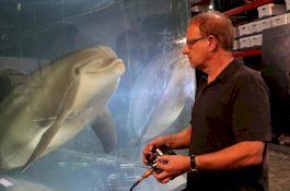 Robot Lumba-Lumba akan Gantikan Hewan Asli di Taman Wisata