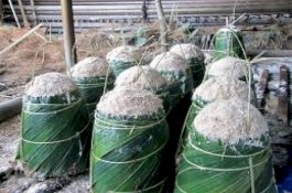 Pemerintah Canangkan Sagu sebagai Gerakan Diversifikasi Pangan Sehat